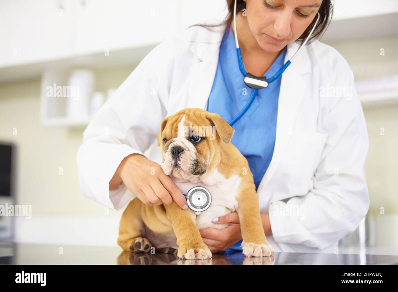 Achten Sie darauf, dass es ein gesunder kleiner Kerl. Ausgeschnittene Aufnahme eines Tierarztes, der versucht, dem Herzschlag einer Bulldogge-Puppe zuzuhören. Stockfoto