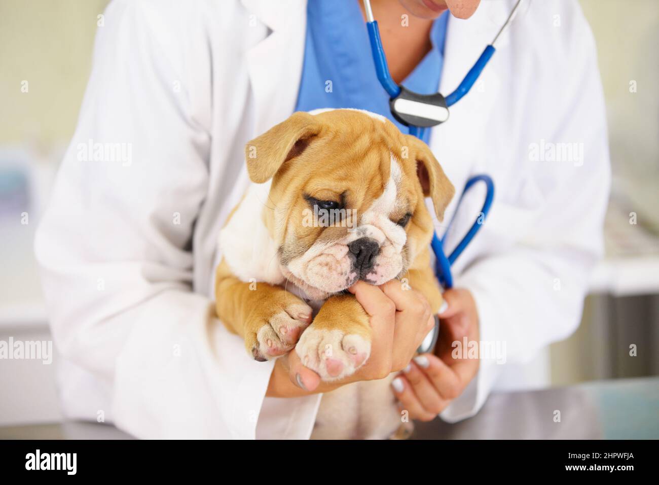 Hes hundertprozentig gesund... und niedlich. Aufnahme eines Tierarztes, der einen Bulldoggen-Welpen über einen Untersuchungstisch rabelt. Stockfoto