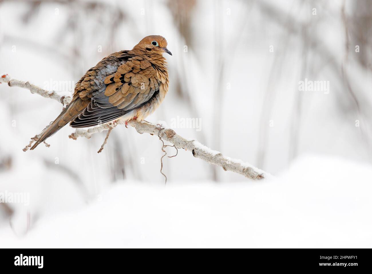 Eine Trauertaube, die auf einem von Schnee umgebenen Glied ruht Stockfoto