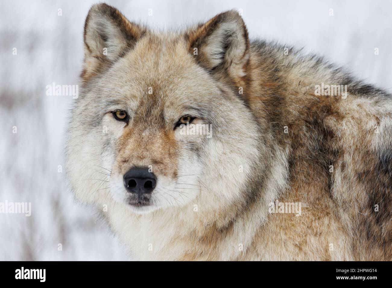 Nahaufnahme Porträt des Grauen Wolfes im Winter mit schneeweißem Hintergrund Stockfoto