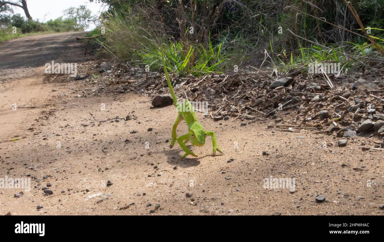 Ein leuchtend grünes Chamäleon mit Klapphalsausschnitt - Chamaeleo dilepis - über eine Schotterstraße. Lage: Kruger National Park, Südafrika Stockfoto