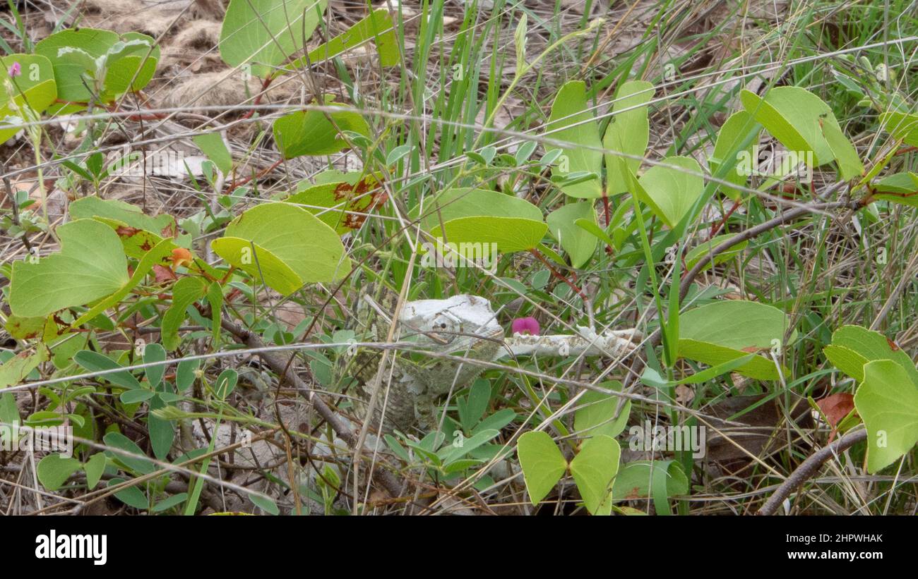Ein weißes Chamäleon mit Klapphalsausschnitt - Chamaeleo dilepis - in einem grünen Busch. Das Chamäleon ist weiß, weil es damit beschäftigt ist, seine Haut zu vergießen. Lage: Kruger Na Stockfoto