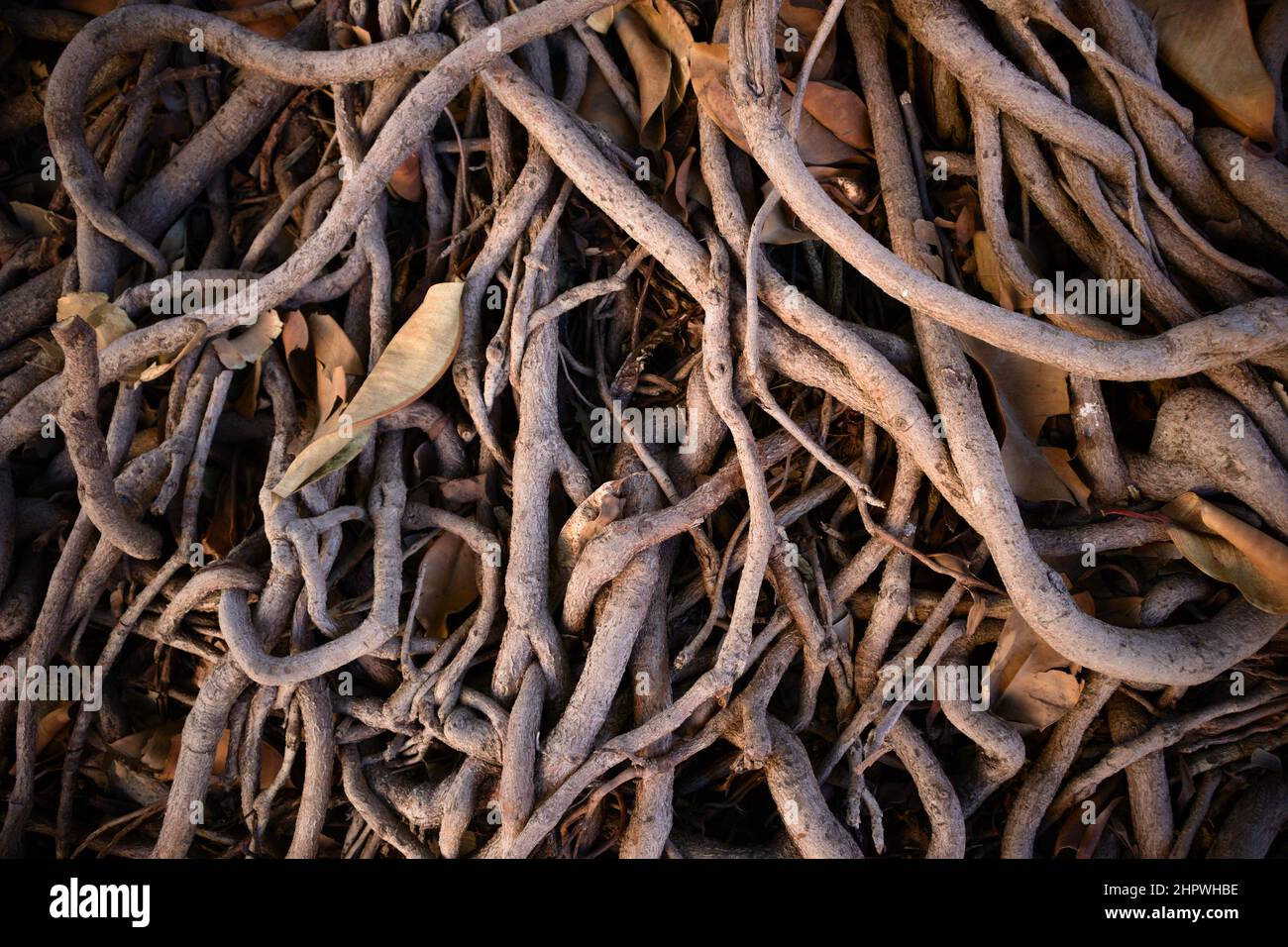 Gitter aus Wurzeln eines Ficus americana-Baumes, die in der Luft über dem Boden liegen. Hintergrund mit Kopierbereich Stockfoto