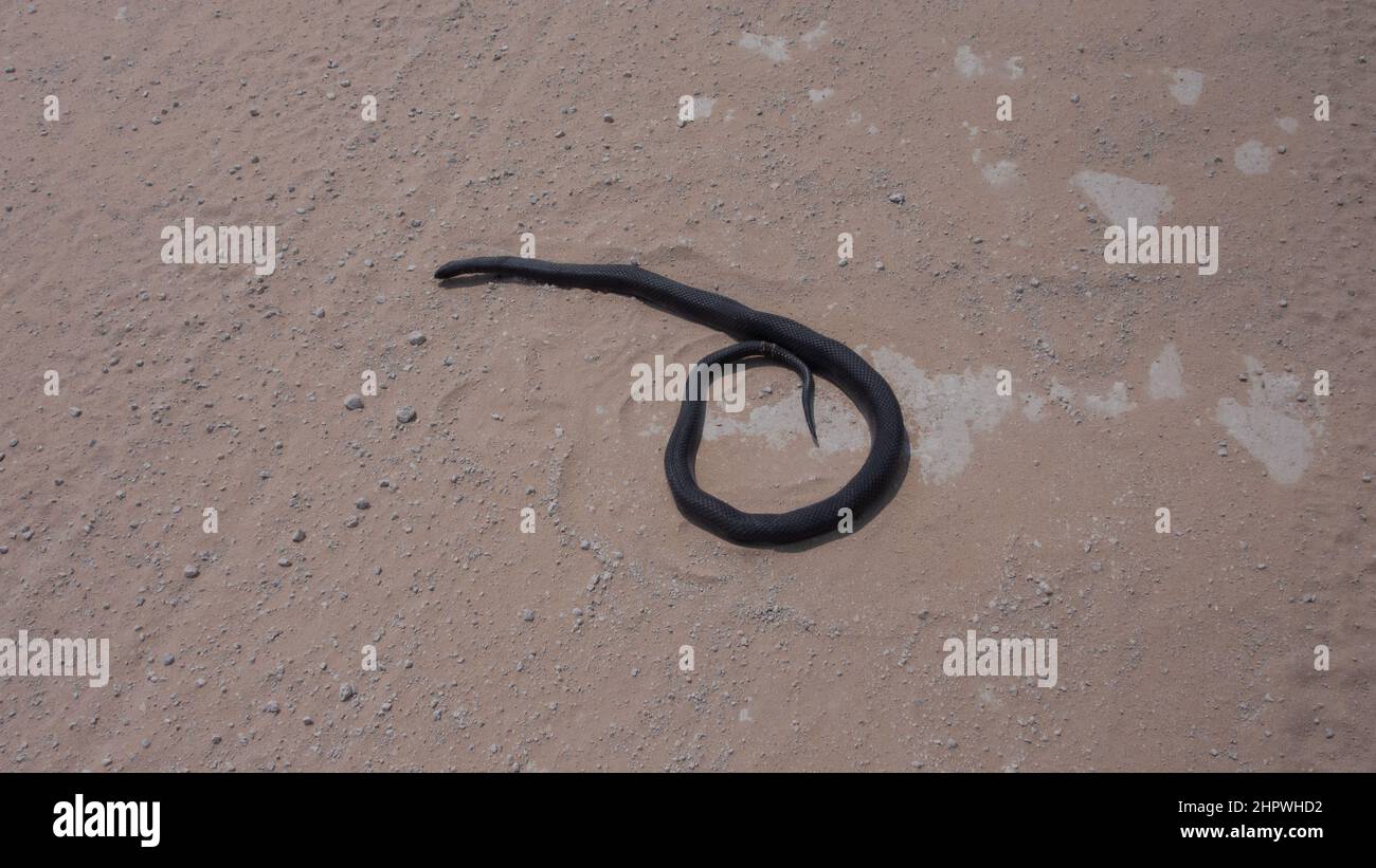 Eine tote schwarze Mammadaspis - Dendroaspis polylepis - auf einer weißen Sandstraße. Die Schlange hat keine sichtbaren Verletzungen und sieht immer noch lebendig aus. Die Schlange hat einen großen Durchmesser Stockfoto