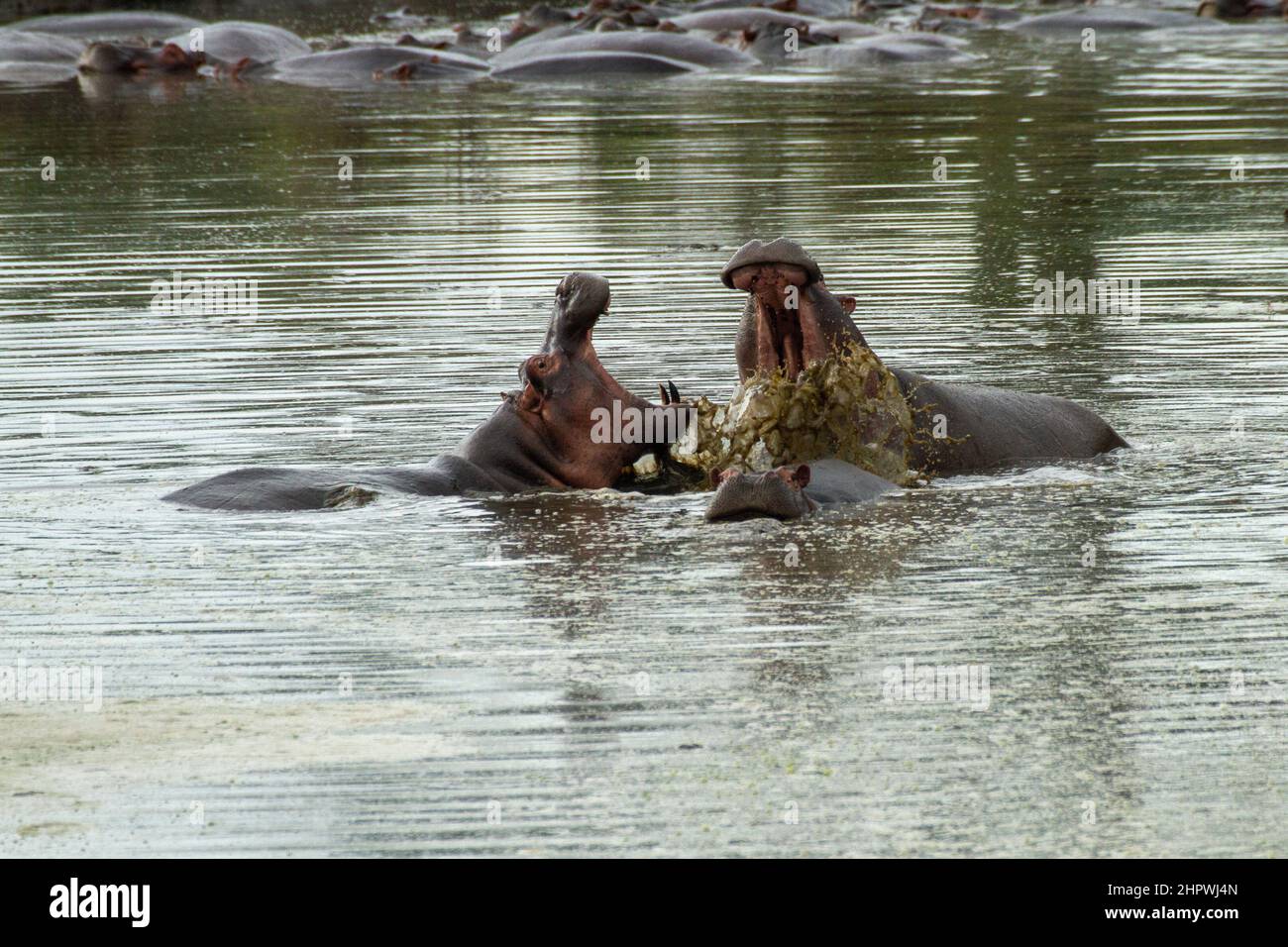 Nilpferd, Nilpferd, gemeinsame Flusspferd (Hippopotamus Amphibius), Bekämpfung der Flusspferde im Wasser, Kenia, Masai Mara Nationalpark Stockfoto