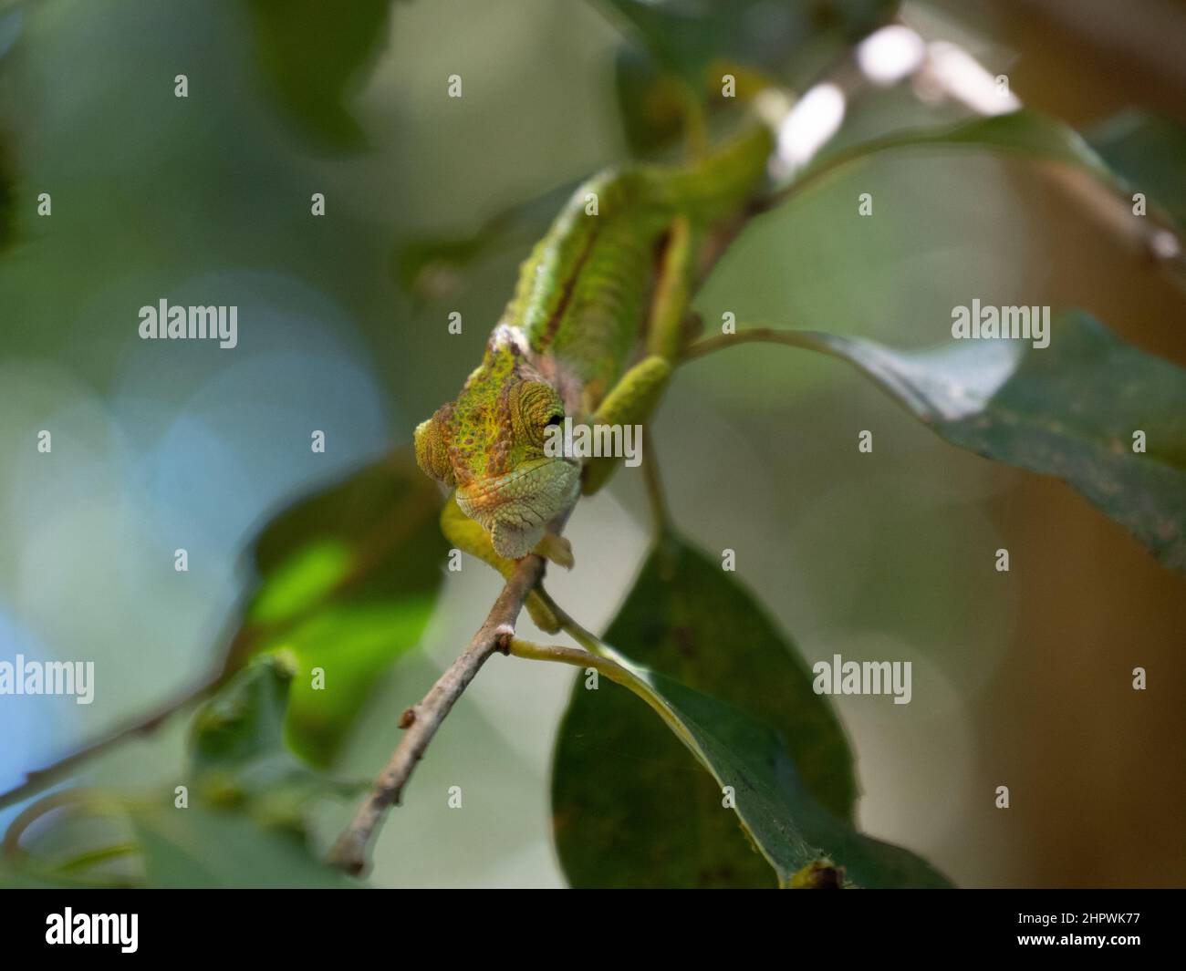 Ein Cape Dwarf Chameleon, Bradypodion pumilum, steht dem Betrachter in einem grünen Busch gegenüber. Der Hintergrund ist verschwommen und absichtlich unscharf Stockfoto