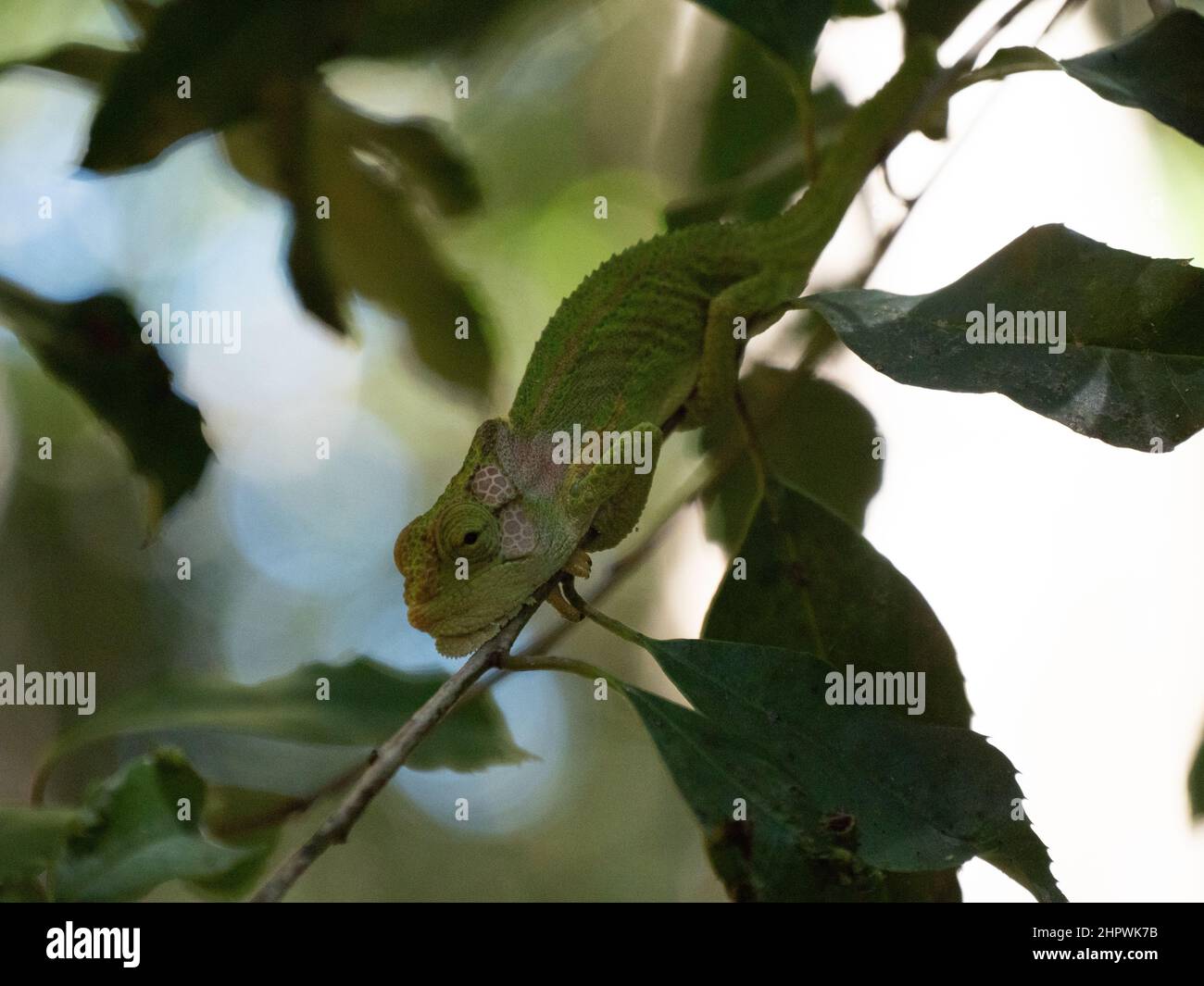Seitenprofil des Cape Dwarf Chameleon, Bradypodion pumilum, in einem grünen Busch. Der Hintergrund ist verschwommen und absichtlich unscharf Stockfoto