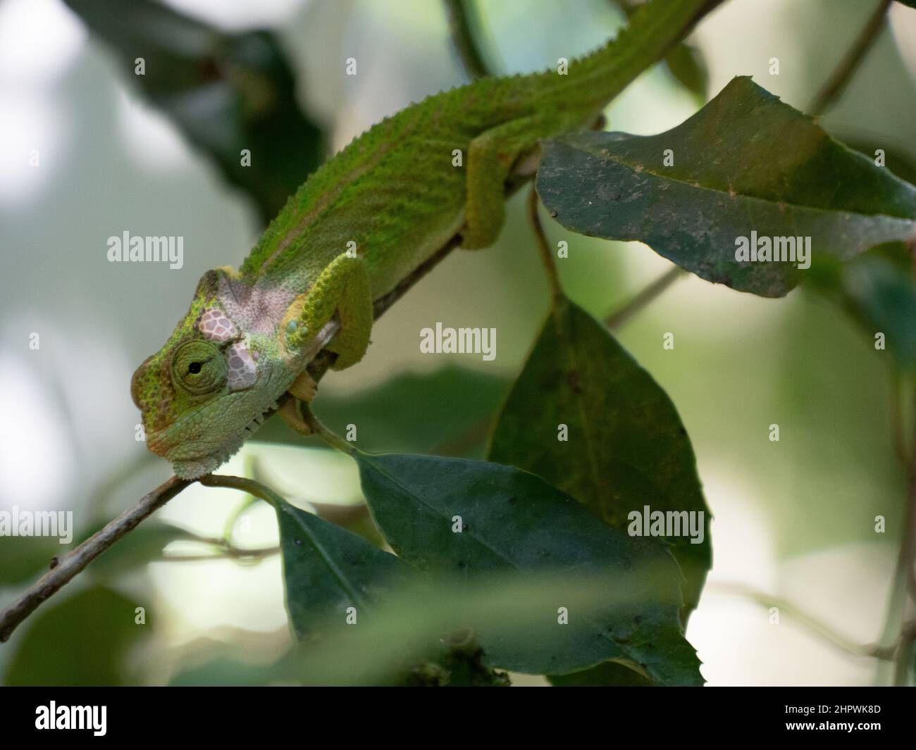 Seitenprofil des Cape Dwarf Chameleon, Bradypodion pumilum, in einem grünen Busch. Der Hintergrund ist verschwommen und absichtlich unscharf Stockfoto
