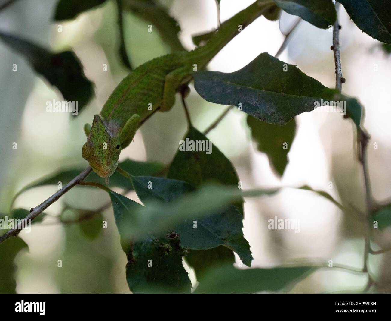 Ein Cape Dwarf Chameleon, Bradypodion pumilum, steht dem Betrachter in einem grünen Busch gegenüber. Der Hintergrund ist verschwommen und absichtlich unscharf Stockfoto