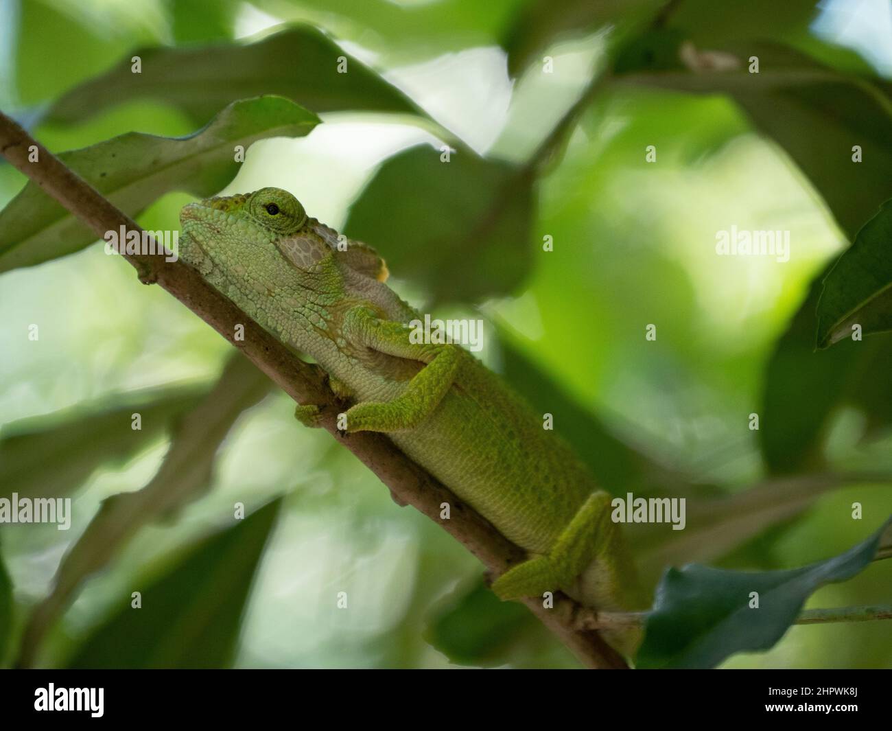 Nahaufnahme des Seitenprofils des Cape Dwarf Chameleon, Bradypodion pumilum, in einem grünen Busch. Der Hintergrund ist verschwommen und absichtlich aus FOC Stockfoto
