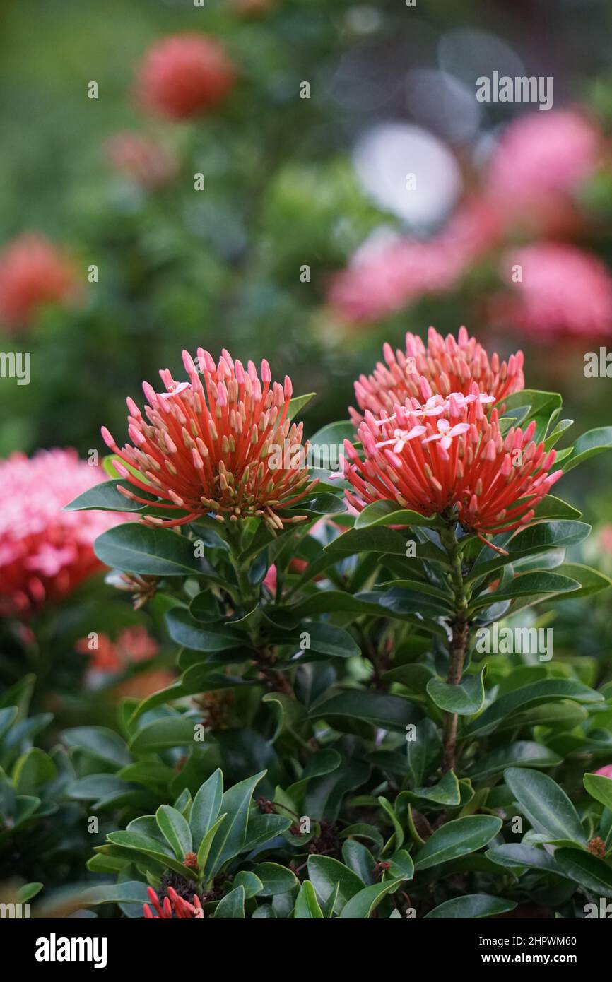 Westindischer Jasmin (auch ixora genannt, Dschungelflamme, Dschungelgeranium, cruz de Malta) mit natürlichem Hintergrund Stockfoto