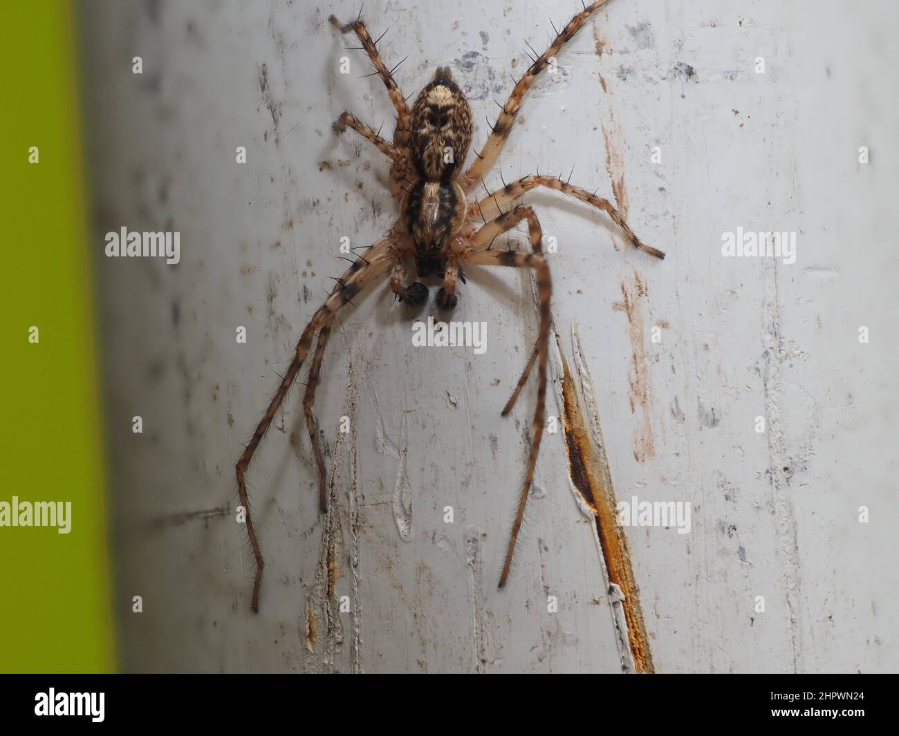 Spinne, Nahaufnahme, Makro, Tiere, Insekten, Baden-Baden, Baden-Württemberg, Deutschland Stockfoto