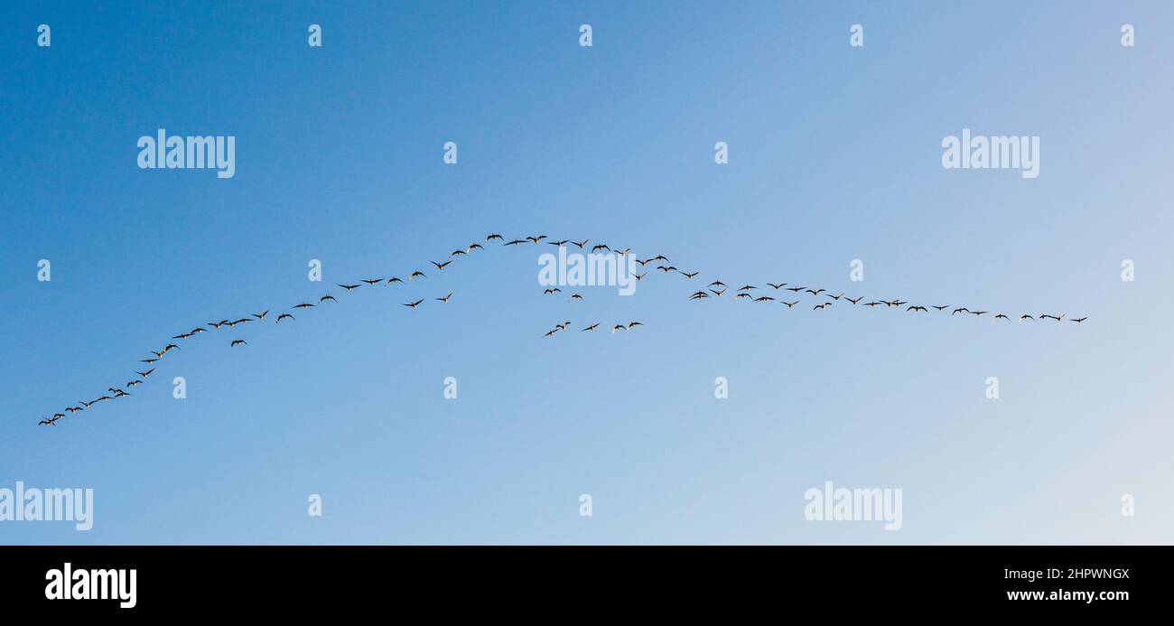 Migrant Bird in den blauen Himmel Stockfoto Migrant Bird in den blauen Himmel Stockfoto