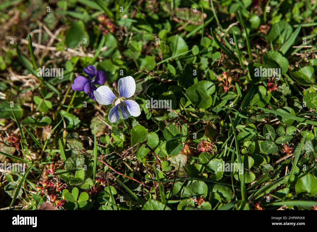 Zwei Farbmorphs des Common Blue Violet (Viola sororia) wachsen in einem Hinterhof in Annandale, Virginia. Stockfoto