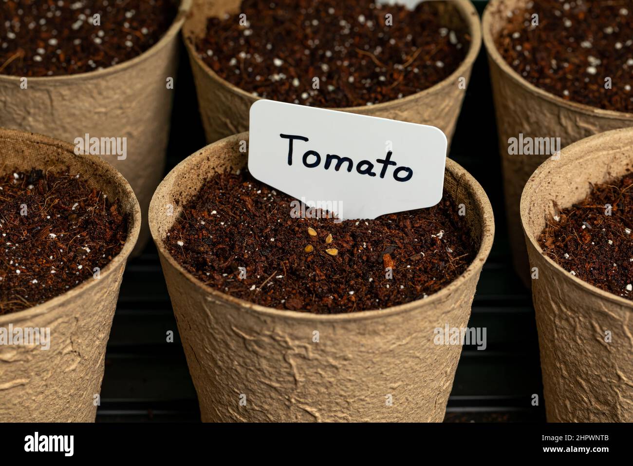 Tomate Pflanzen Samen in Indoor-Gewächshaus. Home Gartenbau und Gartenbau Konzept. Stockfoto
