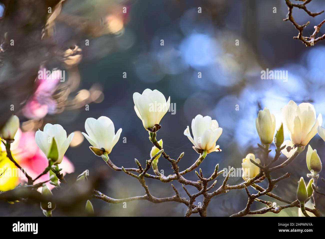Magnolie blüht im Frühjahr Stockfoto