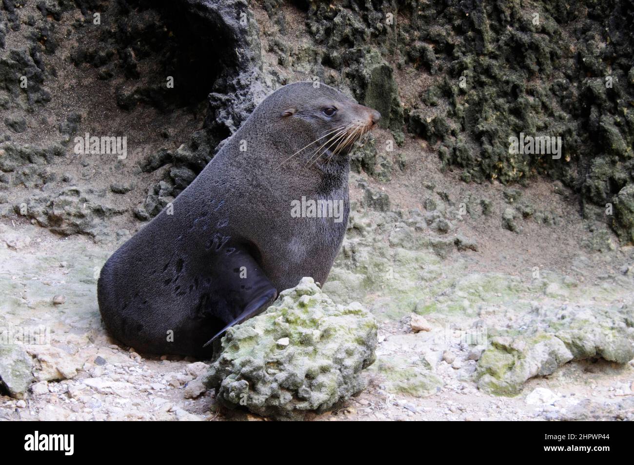 neuseeländische Pelzrobbe (Arctocephalus forsteri), Admirals Arch, Kangaroo Island, Australien Stockfoto