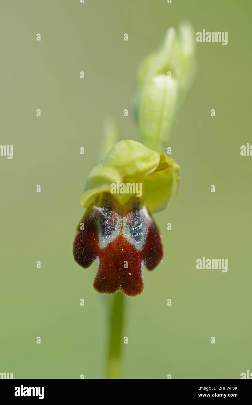 Braune, dunkle Bienenorchidee (Ophrys fusca), Sizilien, Italien Stockfoto