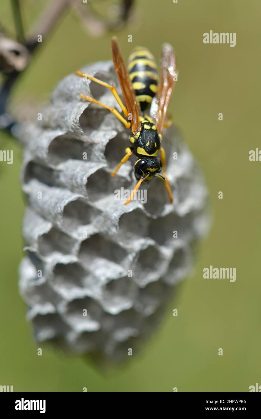 Europäische Papierwespe (Polistes dominula) baut ein Nest, Sizilien, Italien Stockfoto