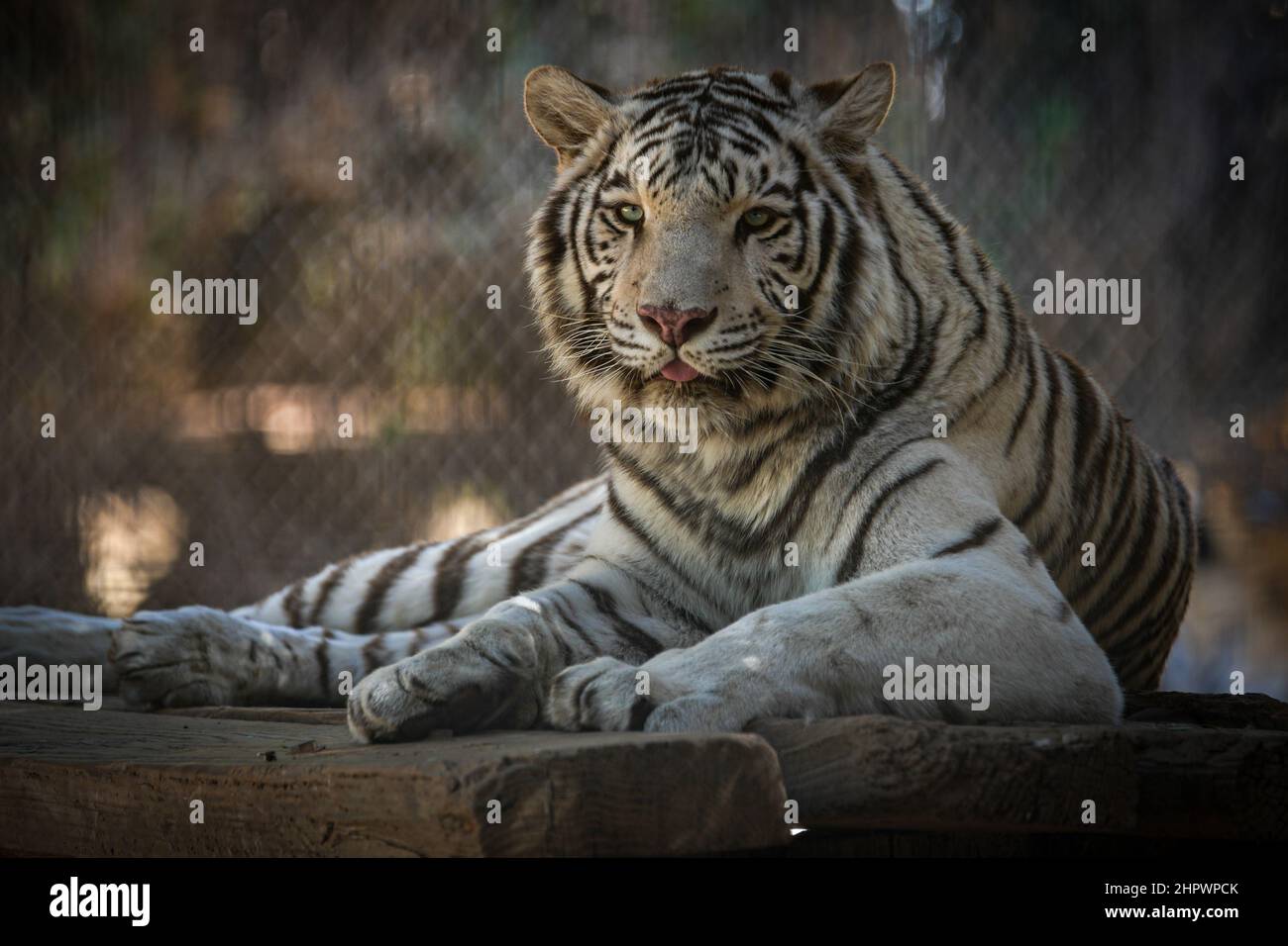 Ein weißer Tiger entspannt sich an einem warmen Nachmittag in Arizona im Schatten Stockfoto