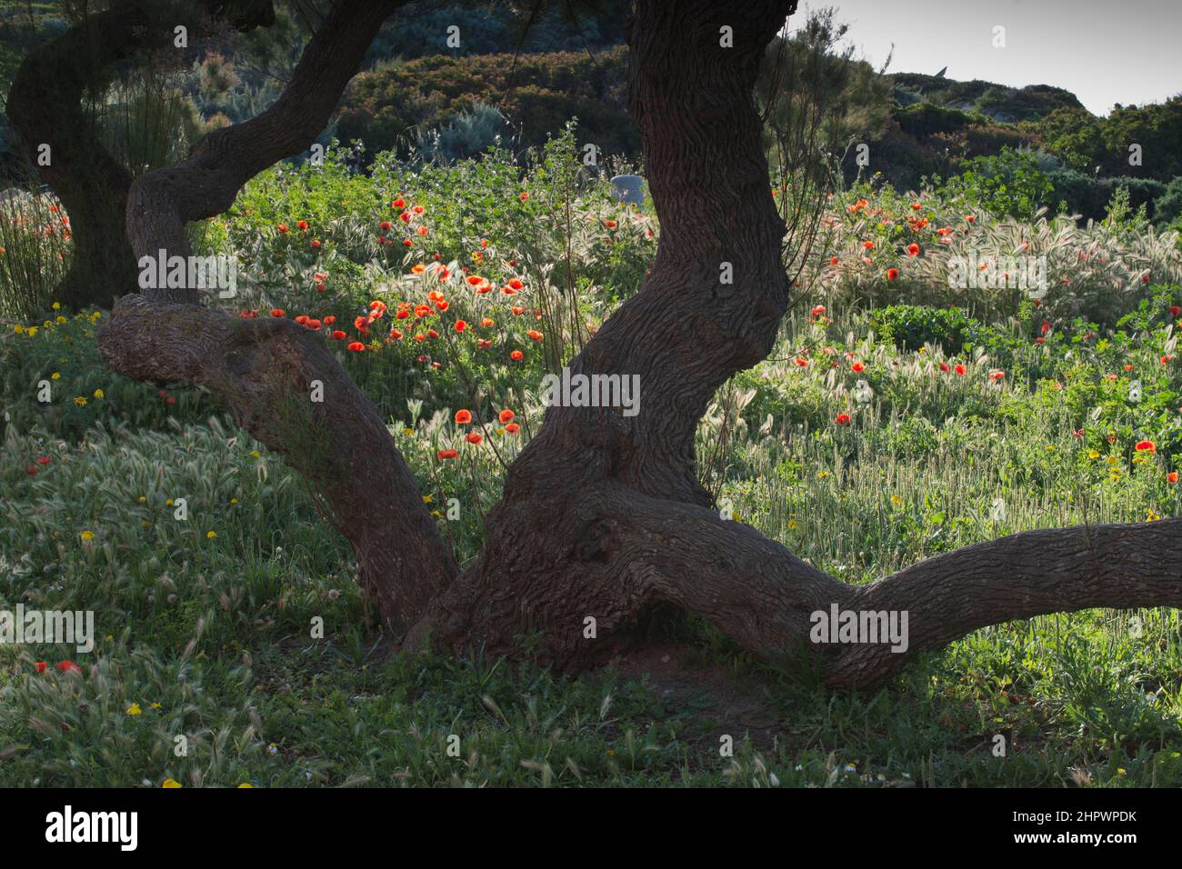 Mohnblume (Papaver rhoeas) und Olive (Olea europaea), Korsika, Frankreich Stockfoto