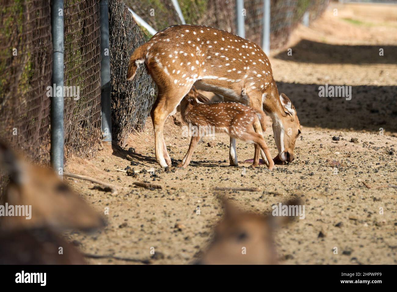 Ein Achsenhirsch, der nur zwei Stunden alt ist, Krankenschwestern von seiner Mutter in einem zoologischen Park Stockfoto