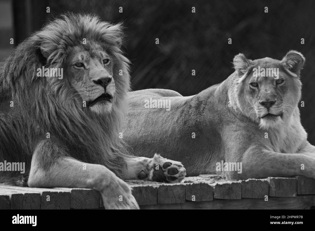 Wunderschöne Löwen entspannen sich in einem Tierpark, der sich ihrer Pflege und ihrem Wohlbefinden widmet Stockfoto