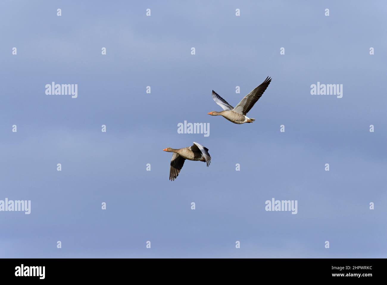 Graugänse (Anser anser) im Flug, Nordrhein-Westfalen, Deutschland Stockfoto