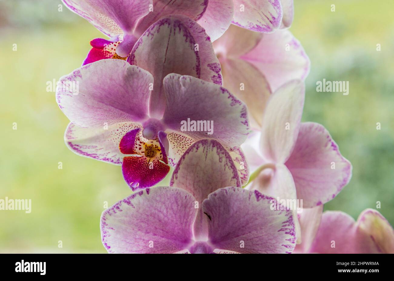 Violett Orchideen blühen im Hause vor Fenster Stockfoto