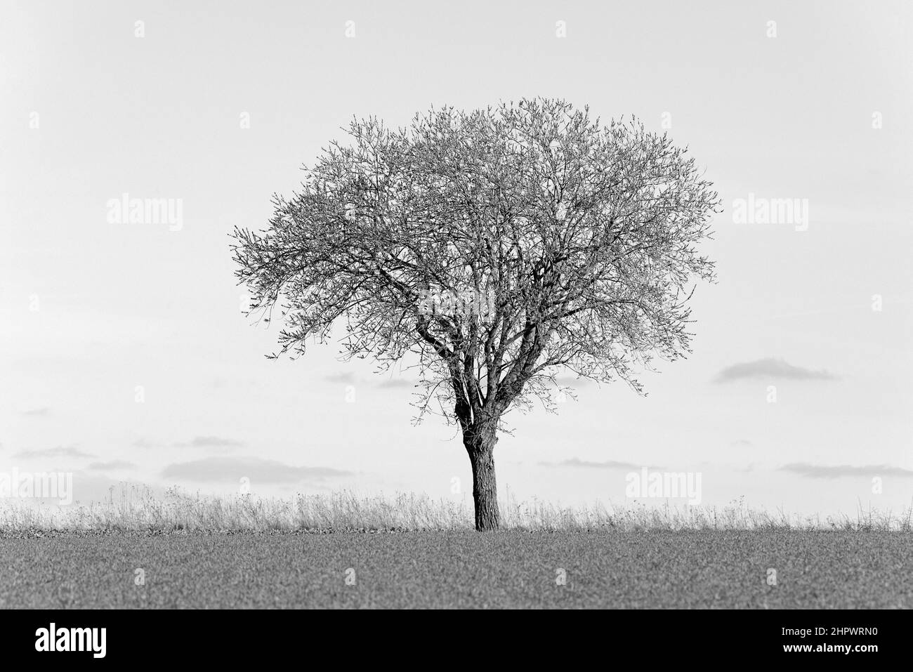 Willow (Salix), einsamer Baum am Rande eines Feldes, schwarz-weiß, Nordrhein-Westfalen, Deutschland Stockfoto