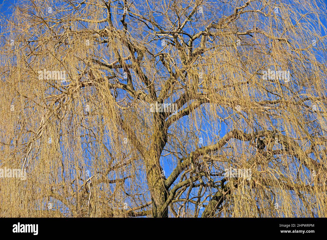 Trauerweide (Salix babylonica), ausbreitende Baumkrone, blauer Himmel, Nordrhein-Westfalen, Deutschland Stockfoto