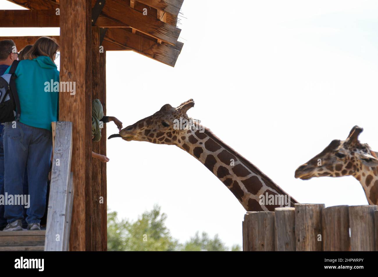 Menschen füttern Giraffen in einem örtlichen Tierpark Stockfoto