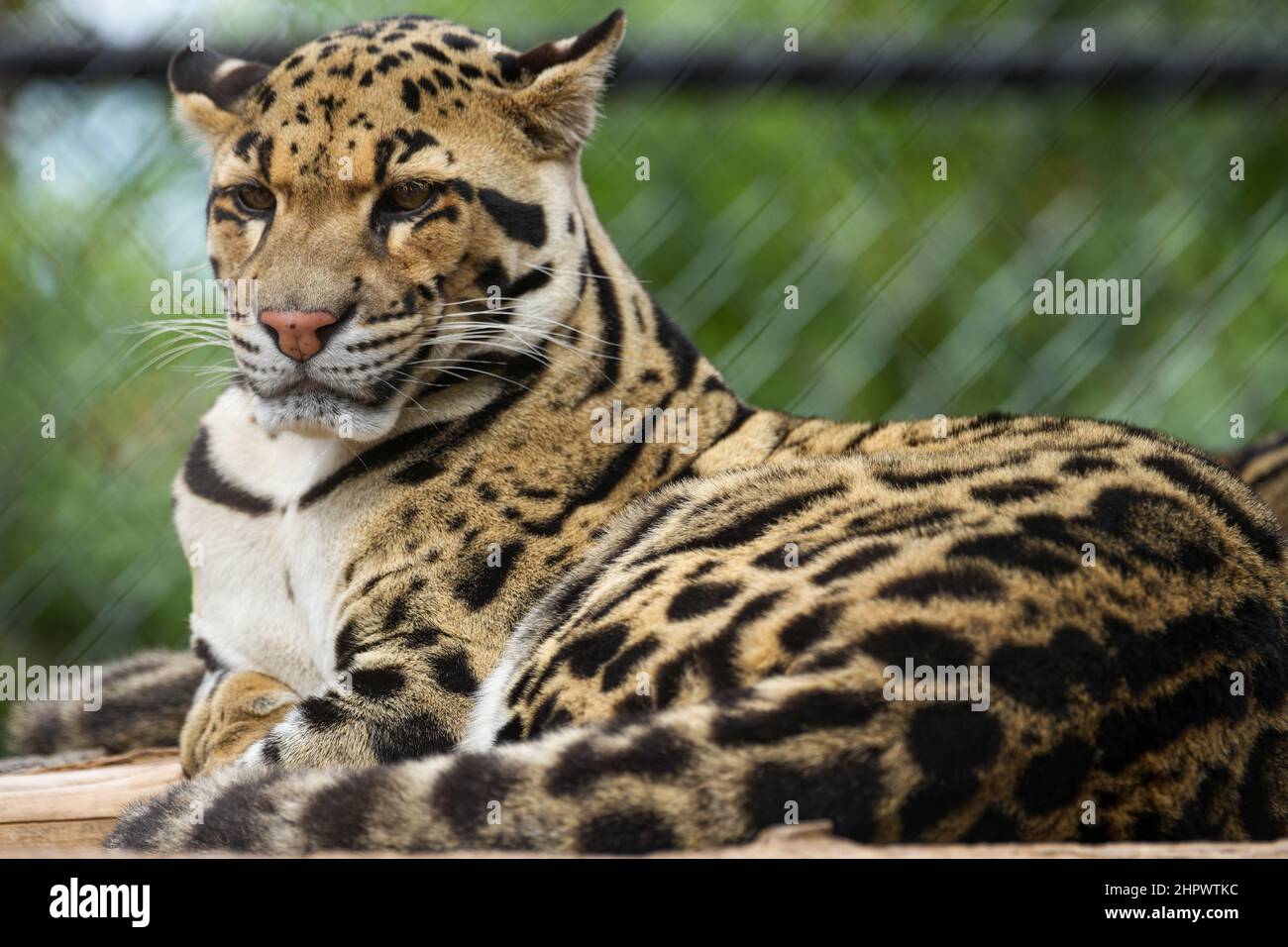 Als eine der schönsten und faszinierendsten Wildkatzen auf dem Planeten ist der getrübte Leopard faszinierend Stockfoto