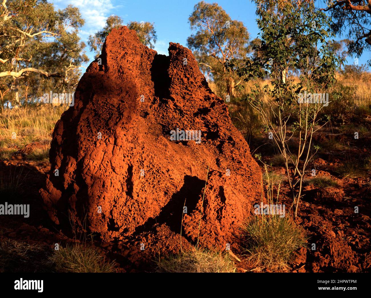 Termitenhügel oder Ant Hill, Pilbara, Nordwestaustralien Stockfoto