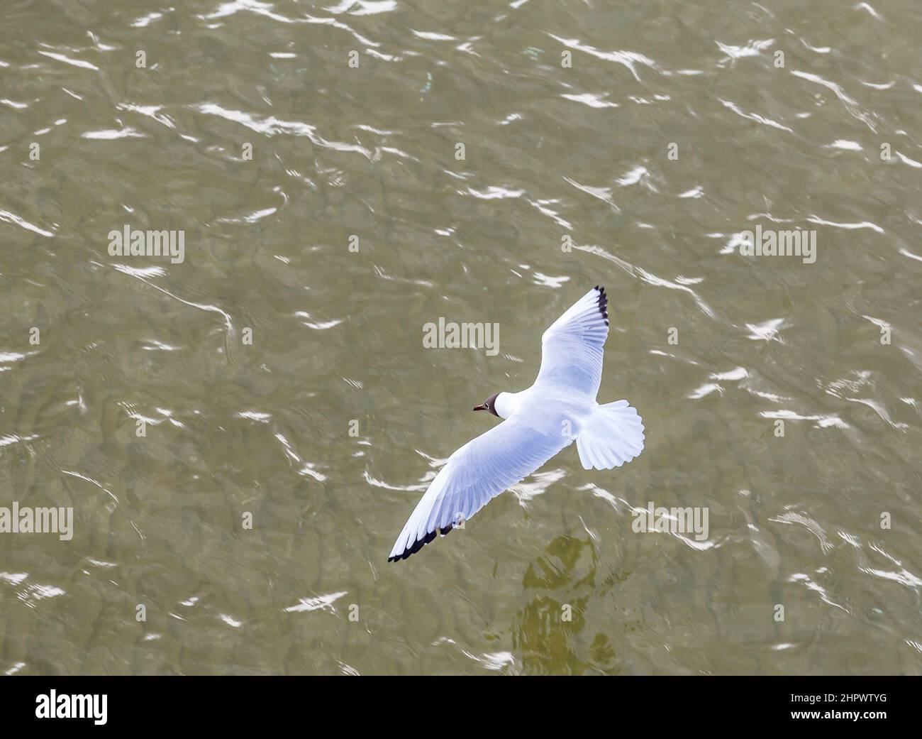Möwe an der Küste fliegen und Schwimmen in der Ostsee Stockfoto