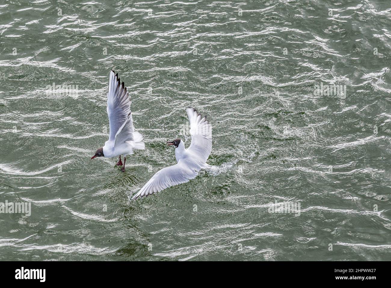 Möwen an der Küste in der Ostsee kämpfen Stockfoto