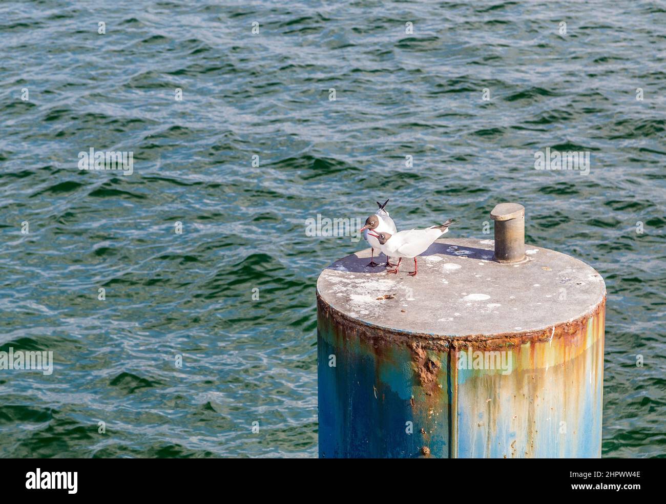 Möwe fliegt an der Küste der Ostsee Stockfoto