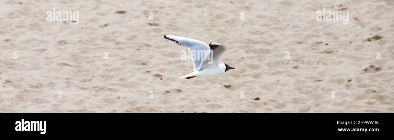 Möwe fliegt an der Küste der Ostsee Stockfoto