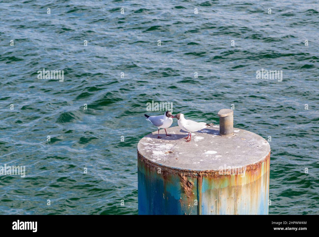 Möwe fliegt an der Küste der Ostsee Stockfoto