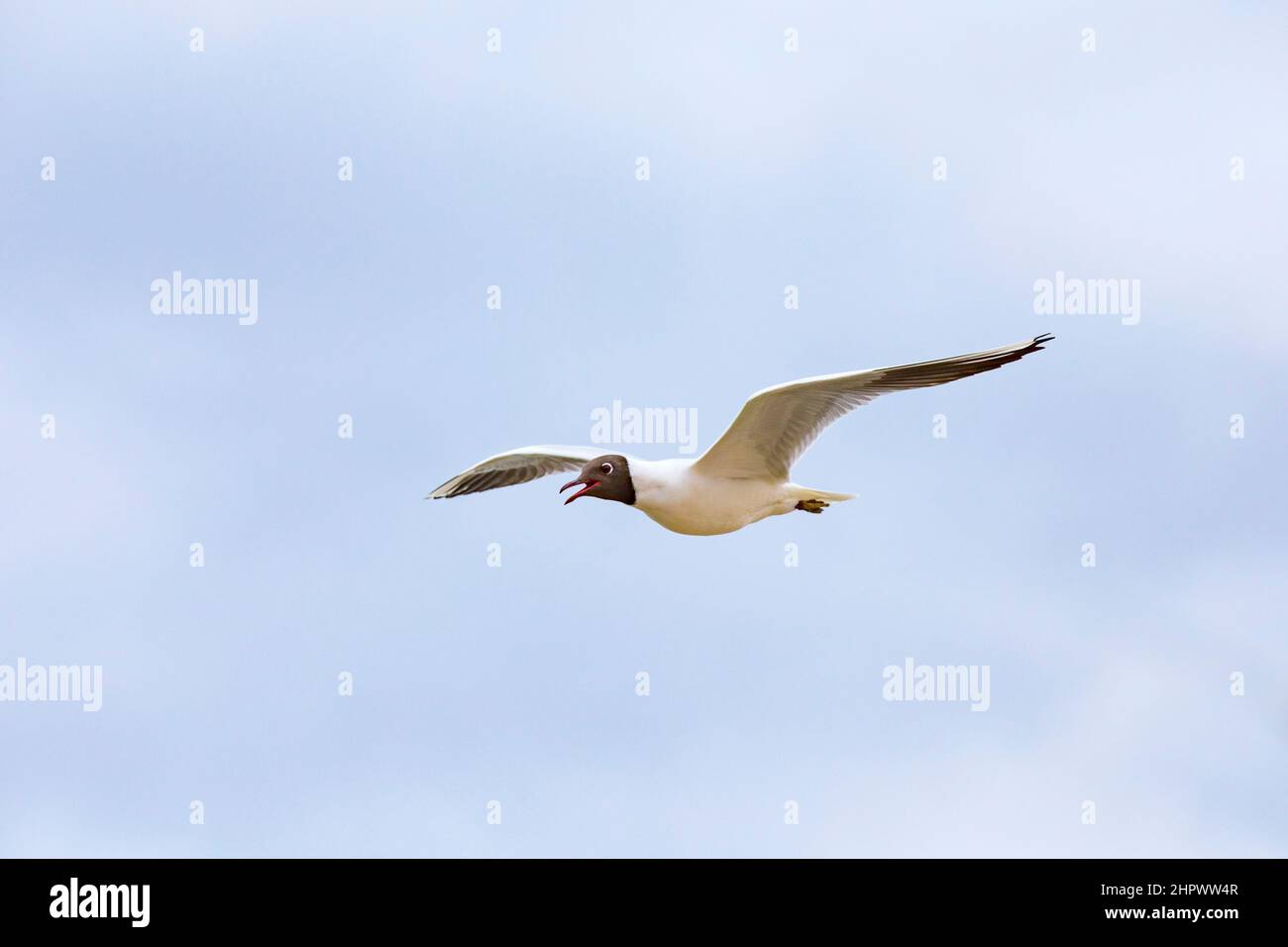Möwe fliegt an der Küste der Ostsee Stockfoto