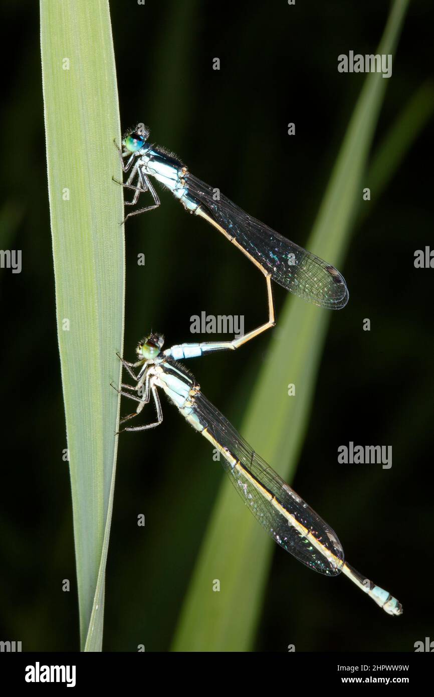 Gemeine Bluetail-Damselfly, Ischnura heterosticta. Gegenpaar noch nicht in Radstellung, Stecker oben, Buchse unten. Coffs Harbour, NSW, Australien Stockfoto