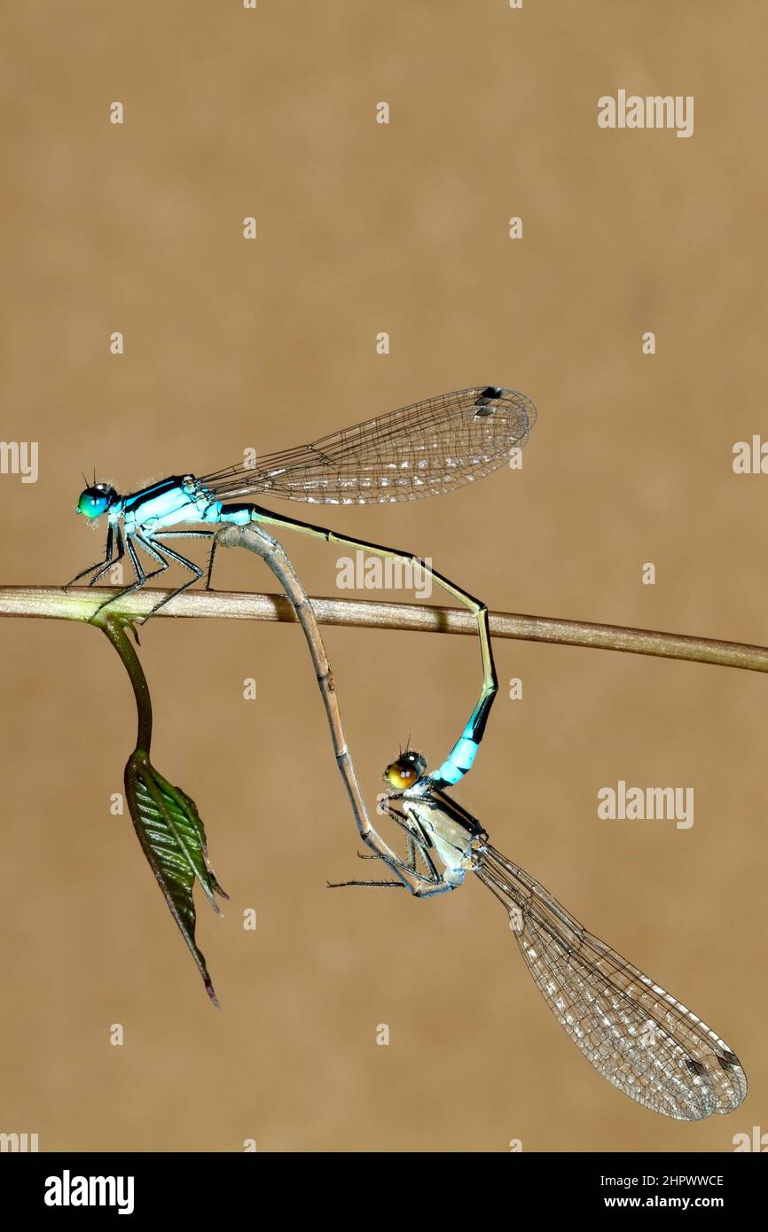 Gemeine Bluetail-Damselfly, Ischnura heterosticta. Gegenpaar in Radstellung, Stecker oben, Buchse unten. Coffs Harbour, NSW, Australien Stockfoto