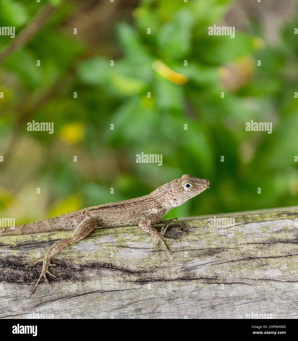 Kleine Reptilien auf einer hölzernen Barke in Dominika Stockfoto