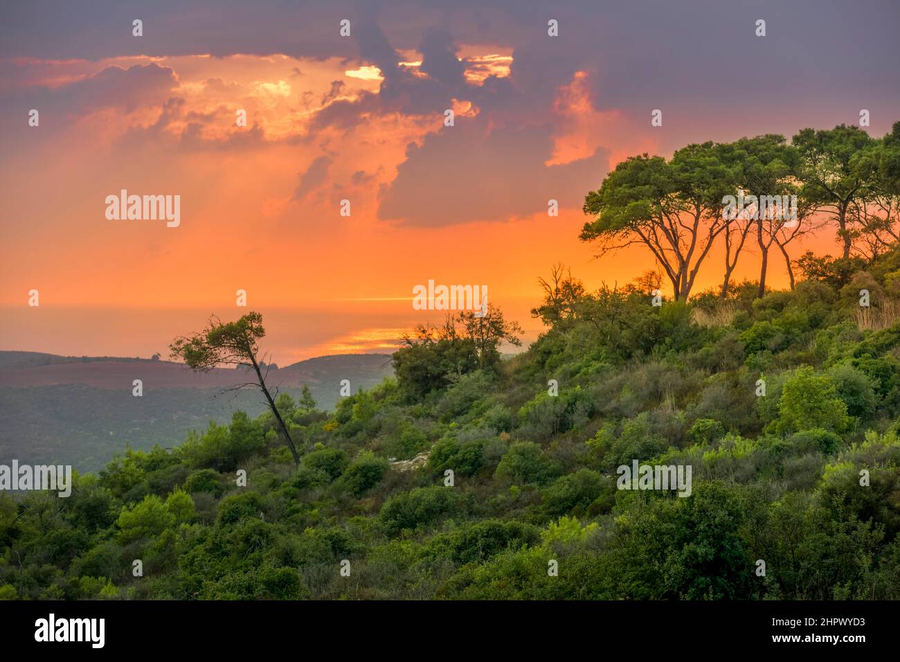 Wald, Sonnenuntergang, Nationalpark, Carmel Mountains, Israel Stockfoto