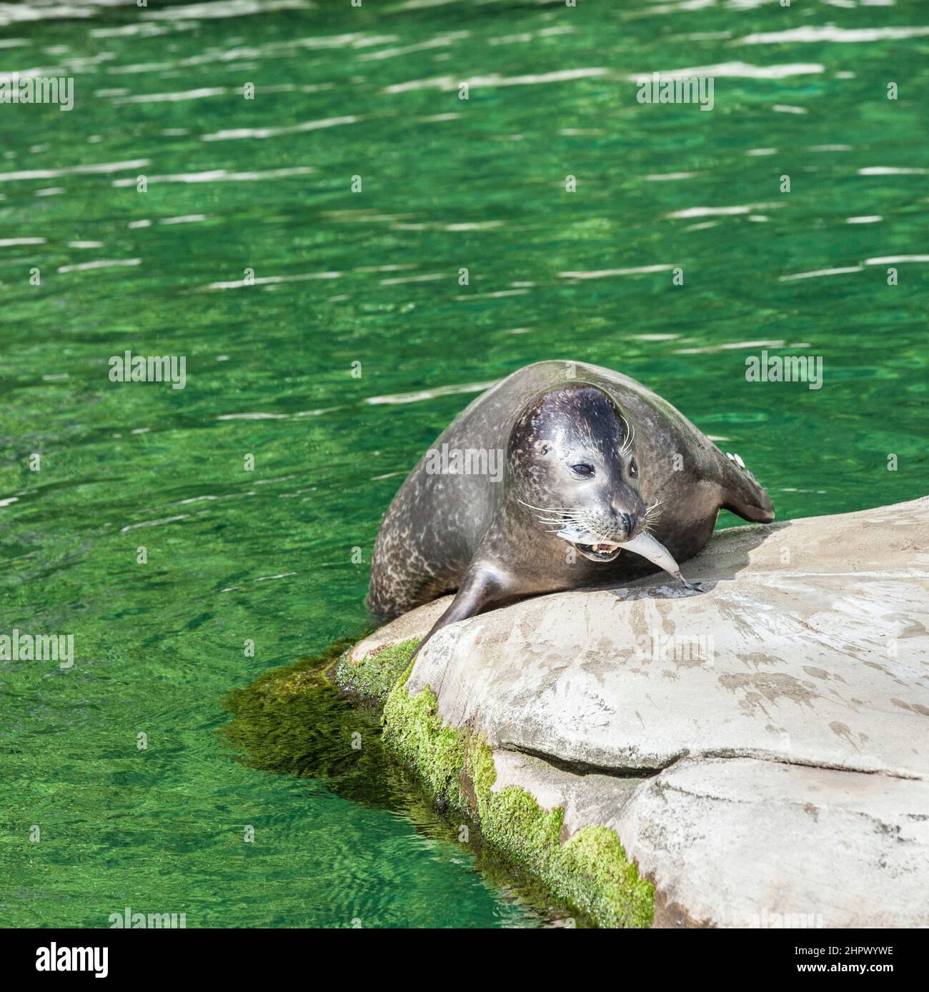 Junge Seelöwen auf einem Felsen einen Fisch zu essen Stockfoto