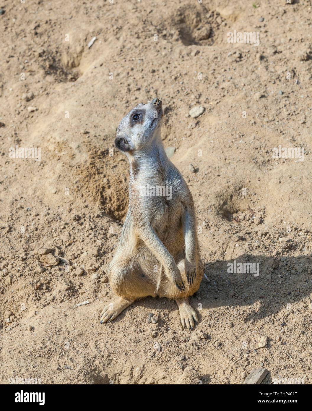 Erdmännchen beobachten der Umwelt sorgfältig in der Wüste Stockfoto