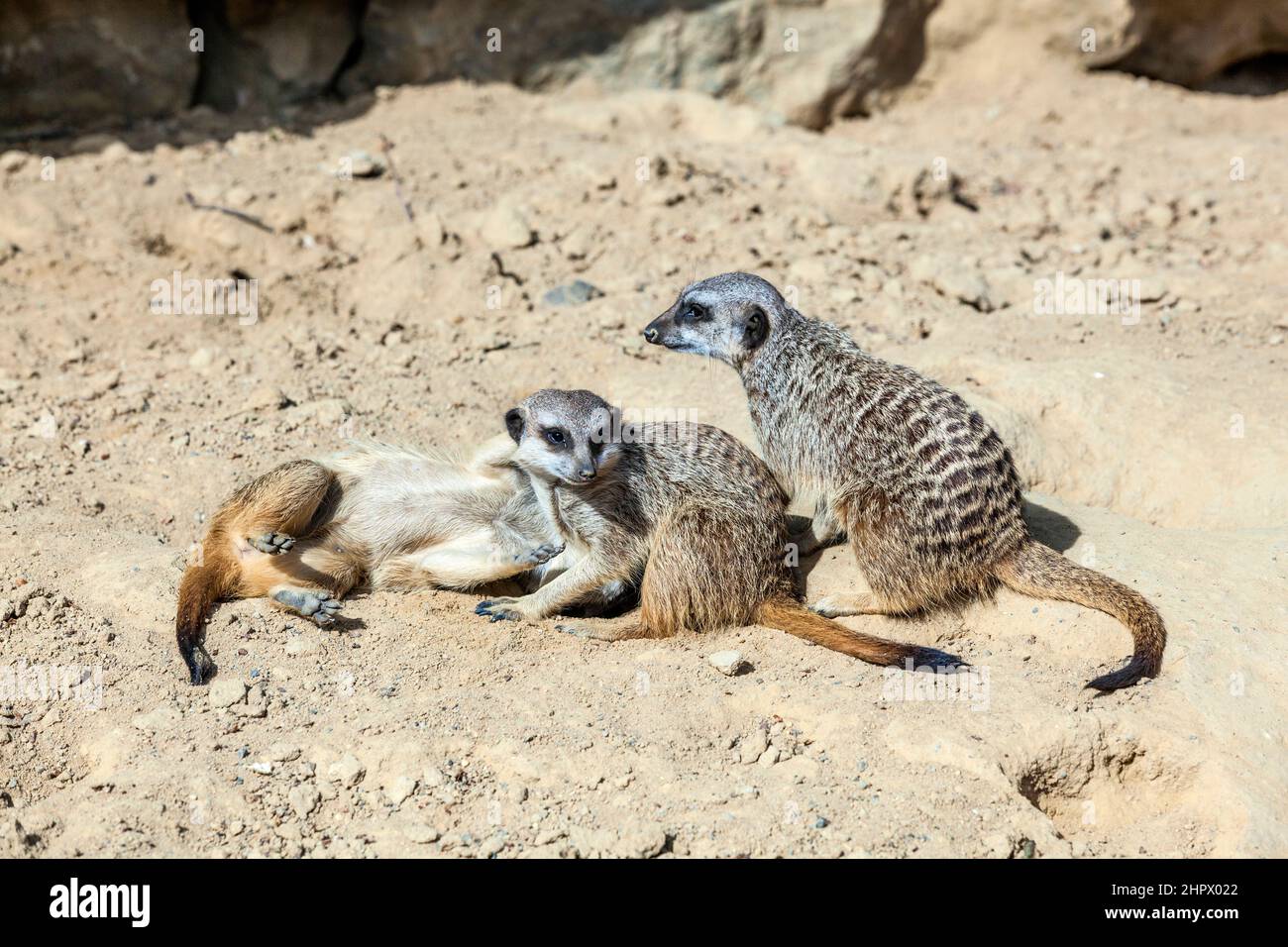 Erdmännchen beobachten der Umwelt sorgfältig in der Wüste Stockfoto