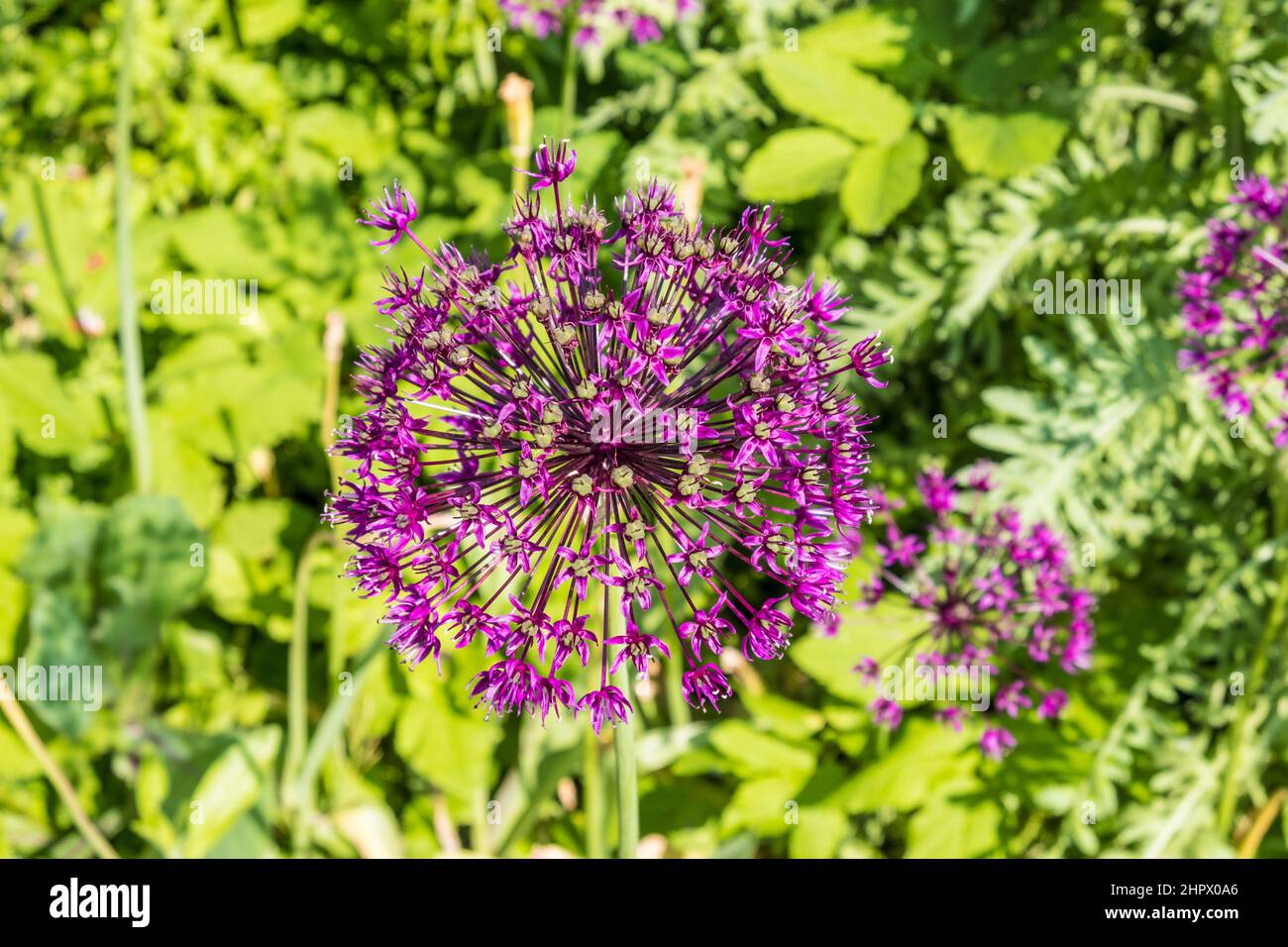 Lila Blume Allium Gladiator auf grünem Hintergrund Stockfoto