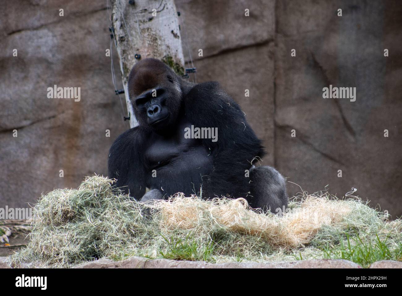 Blick auf die Ruhe und den Frieden im Western Lowland Gorillas sind im San Diego Zoo Safari Park in San Diego, Kalifornien, USA, in Gefangenschaft. Stockfoto