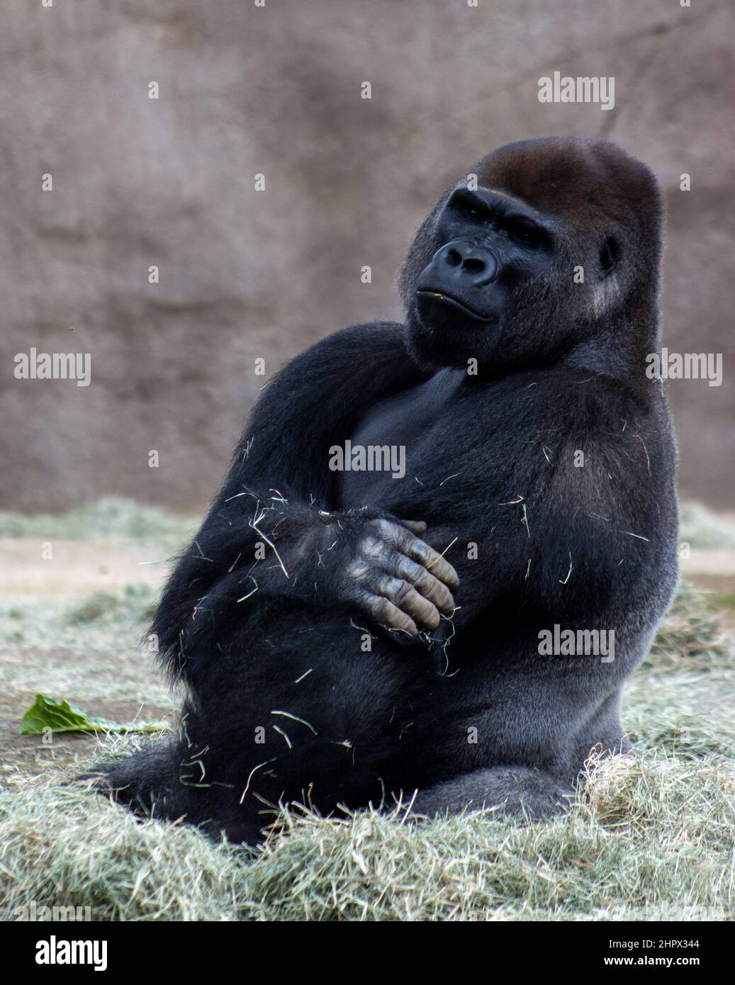 Blick auf die Ruhe und den Frieden im Western Lowland Gorillas sind im San Diego Zoo Safari Park in San Diego, Kalifornien, USA, in Gefangenschaft. Stockfoto Blick auf die Ruhe und den Frieden im Western Lowland Gorillas sind im San Diego Zoo Safari Park in San Diego, Kalifornien, USA, in Gefangenschaft. Stockfoto